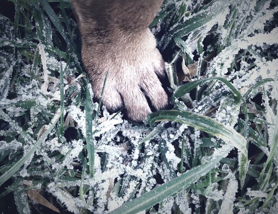 Paw On Green Grass